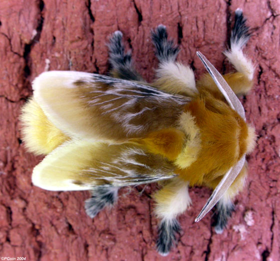Fhannel moth